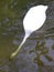 Large white swan reaching for food under the water