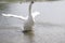 A large white swan stretching its wings