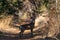 Large White-tailed Buck standing in a path in some woods