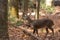 Large white-tailed deer buck in woods