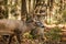 Large white-tailed deer buck in woods