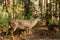 Large white-tailed deer buck in woods