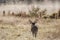 Large White tailed Deer Trophy Buck near Misty pond