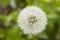 Large white Taraxacum on grass