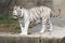 Large White Tiger stands on the edge of wall zoo