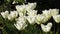 Large white tulips in sunshine