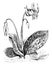 Large White Variety of Erythronium Dens-Canis vintage illustration