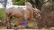 A large white zebu bull in a village in India. White Sacred Indian bull