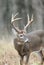 Large whitetail buck