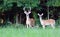 Large whitetail buck and doe