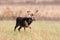 Large whitetail buck in open field