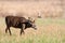 Large whitetail buck in open field