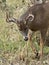 Large Whitetail Deer