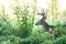 Large whitetail deer buck in the brush