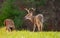 Large whitetailed deer buck