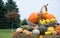 Large Wicker Basket Holding Orange and Yellow Pumpkins and Squash and Gourds