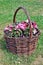 In a large wicker basket, which is located on a lawn with daisies, pink flowers grow.