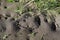 Large and wide anthill in the ground in the home garden next to the grass