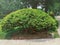 Large wide-branched yew bush tree with brown large massive trunk body and wide branches