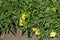 Large wide cup-shaped canary yellow flowers of Missouri evening primrose