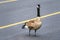 A large wild adult Canada goose Branta canadensis crossing city street, slowing down the traffic and creates a hazard to