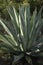 Large Wild Aloe Vera Plant