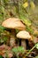 Large wild boletus mushrooms in the forest