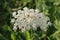 Large Wild carrot or Daucus carota herbaceous plant with open blooming white flower head full of dense small flowers