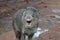 Large wild javelina with its mouth open