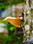 Large Wild Mushroom that grows on a tree trunk