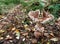 Large wild parasol Mushroom, Toadstool found in wood