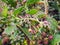 Large Wild Prickly Pear Colony