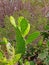 Large Wild Prickly Pear Colony