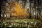 A large willow stands by a small pond. The autumn colors make the tree shine golden yellow.