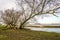 Large willow tree above the flooded floodplains