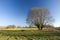 Large willow tree growing in a meadow and a beautiful clear sky