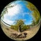 Large willow tree has fallen on the banks of a river, shot through an ultra wide angle circular lens