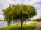 A large willow / weeping willow tree by the water in a nature park in Yishun, Singapore