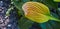 Large wilted yellow leaf in autumn, dead at the end of summer, decorative, abstract