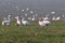 A large winter accumulation of whooper swan Cygnus cygnus