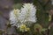 Large witch alder flowers in close up