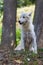 A large wolf sits on a rock among the trees