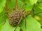 Large Wolf Spider With Spiderlings On Leaf 2