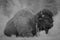 Large Wood Bison Bull resting in meadow, B&W Image.