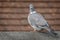 Large Wood Pigeon perched on fence staring