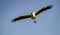 Large wood stork flies overhead with wings spread wide