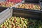 Large wooden boxes with different kinds of organic apples after the harvest in a cider factory, selected focus