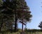 Large wooden worship cross on the background of blue sky and pine.