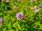 a large working bee collects nectar from field mint flowers