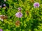 a large working bee collects nectar from field mint flowers